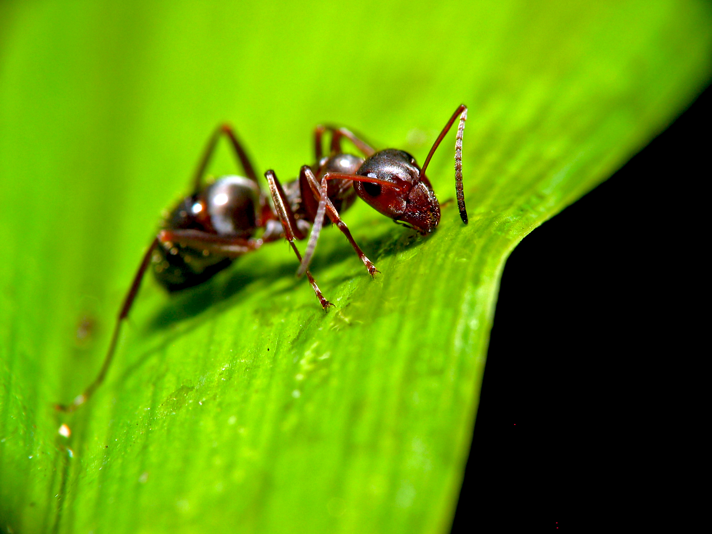Des ailes à nos bouches